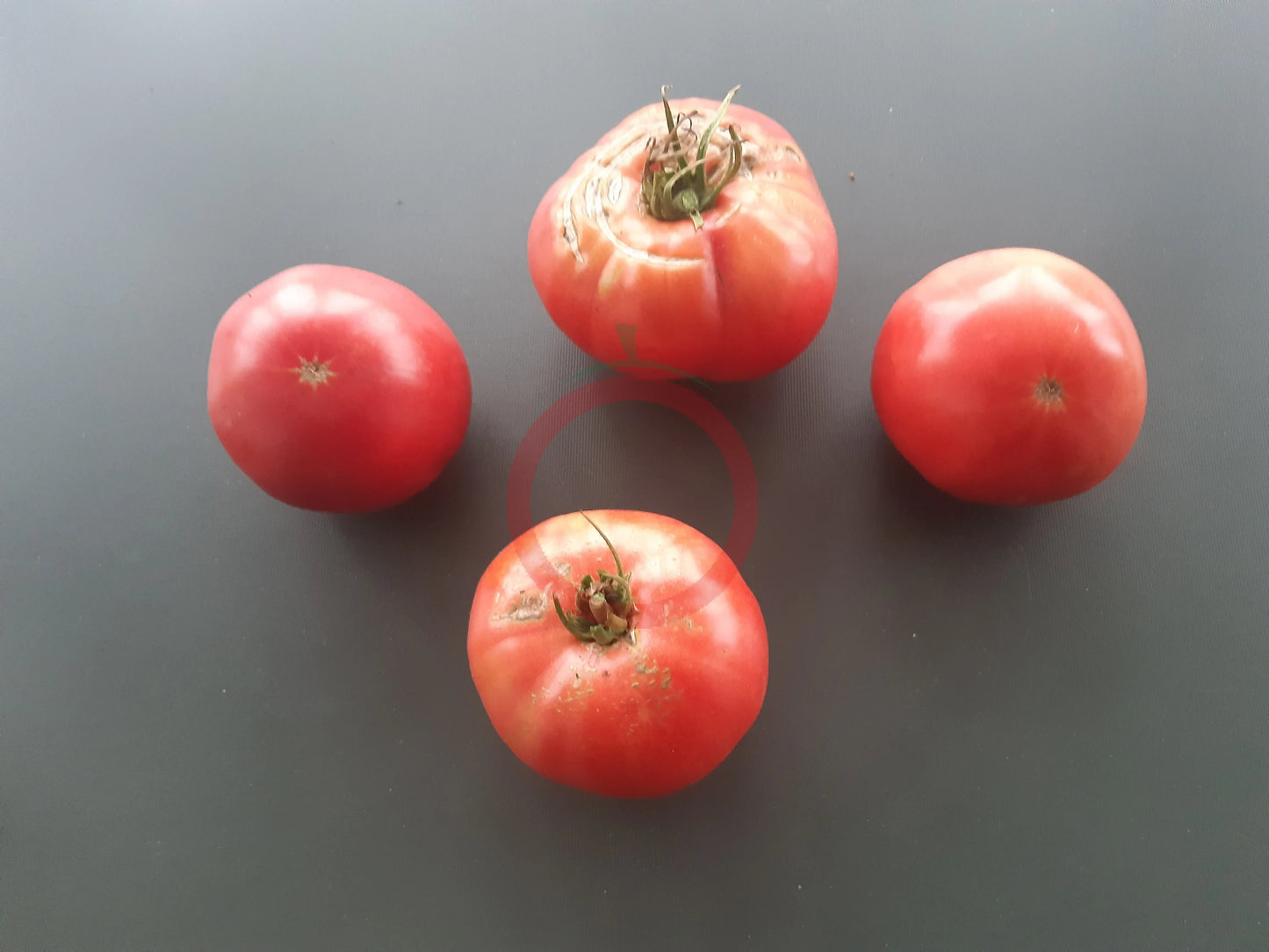 Rosa Alhendin Granada DER TOMATENFLÜSTERER