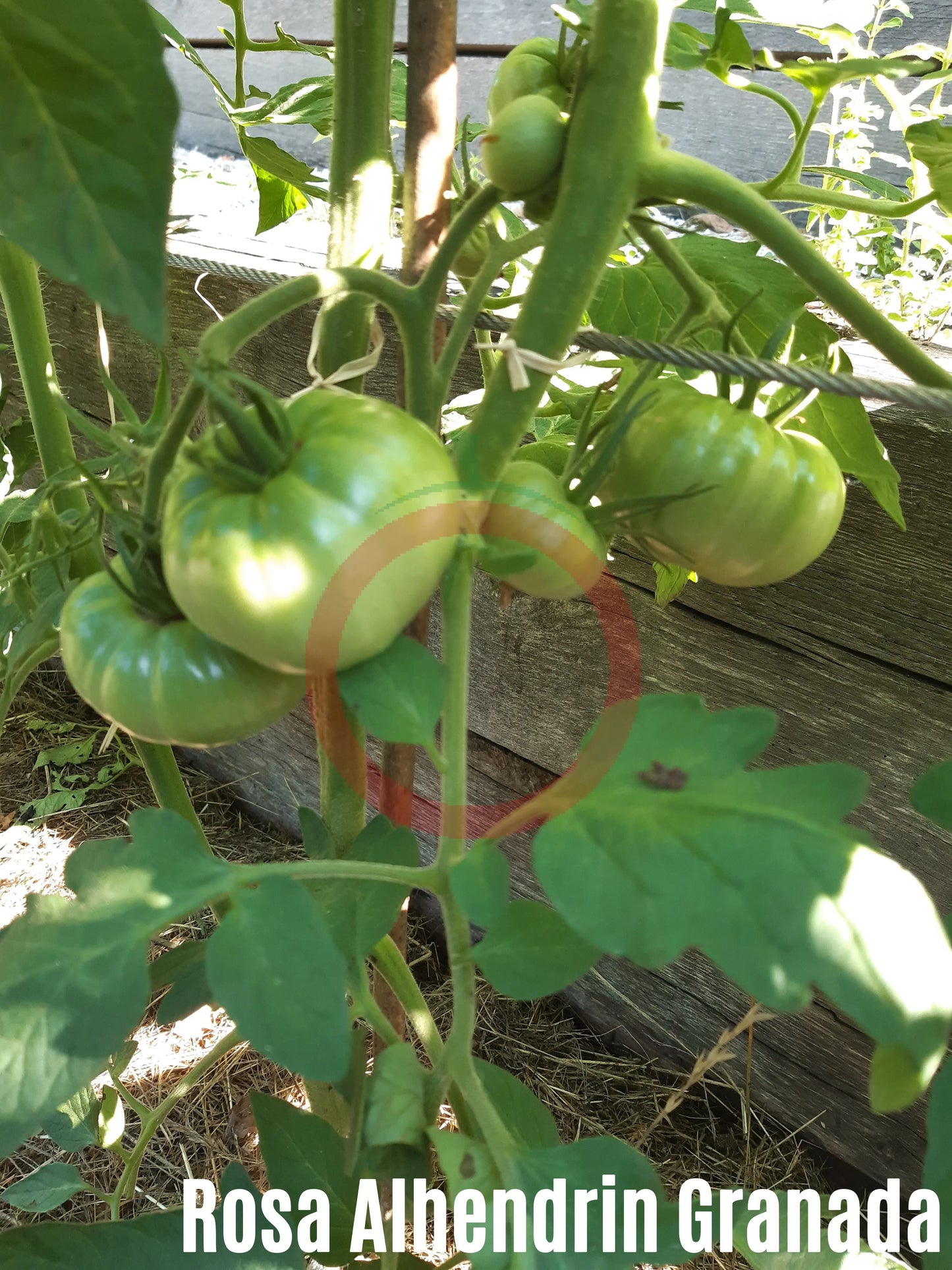 Rosa Alhendin Granada DER TOMATENFLÜSTERER