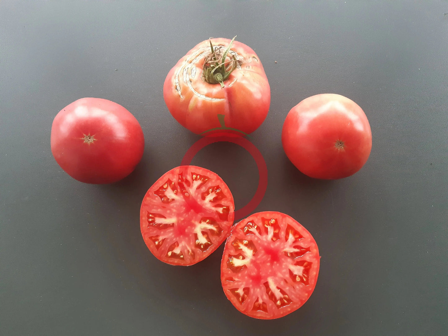 Rosa Alhendin Granada DER TOMATENFLÜSTERER