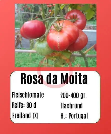 Rosa Da Moita DER TOMATENFLÜSTERER