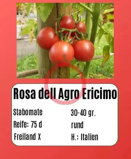 Rosa dell Agro Ericimo DER TOMATENFLÜSTERER