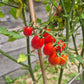 Rosalita DER TOMATENFLÜSTERER