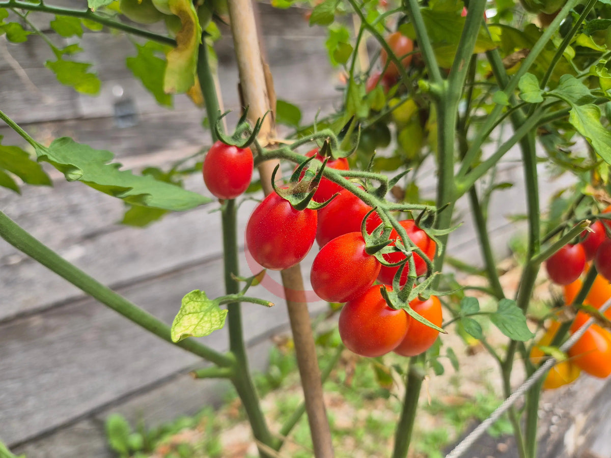 Rosalita DER TOMATENFLÜSTERER
