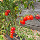 Rosalita DER TOMATENFLÜSTERER
