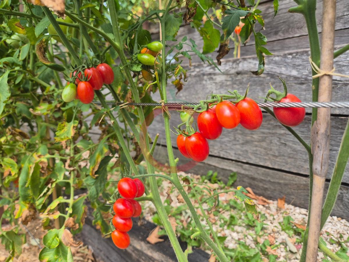 Rosalita DER TOMATENFLÜSTERER