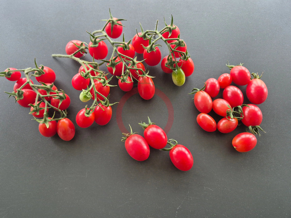 Rosalita DER TOMATENFLÜSTERER