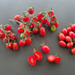 Rosalita DER TOMATENFLÜSTERER