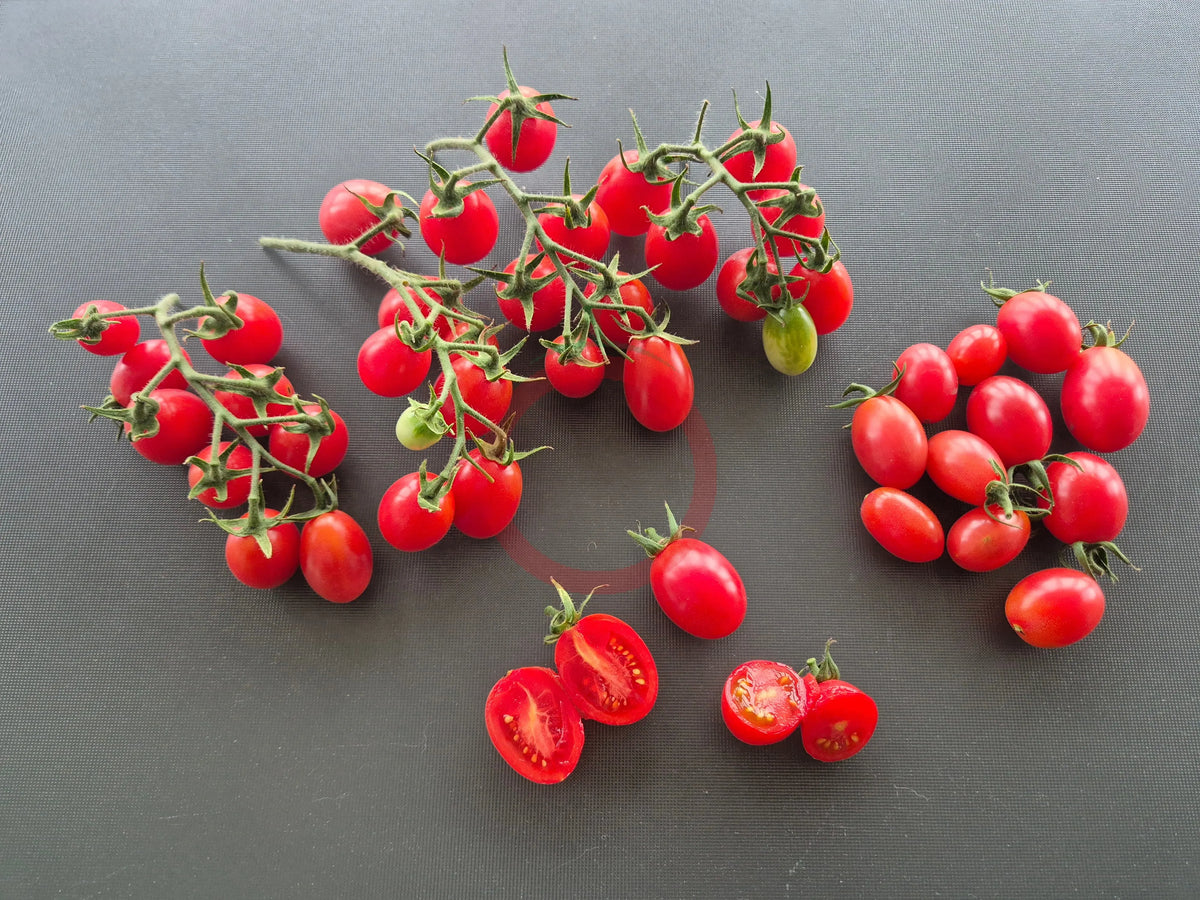Rosalita DER TOMATENFLÜSTERER