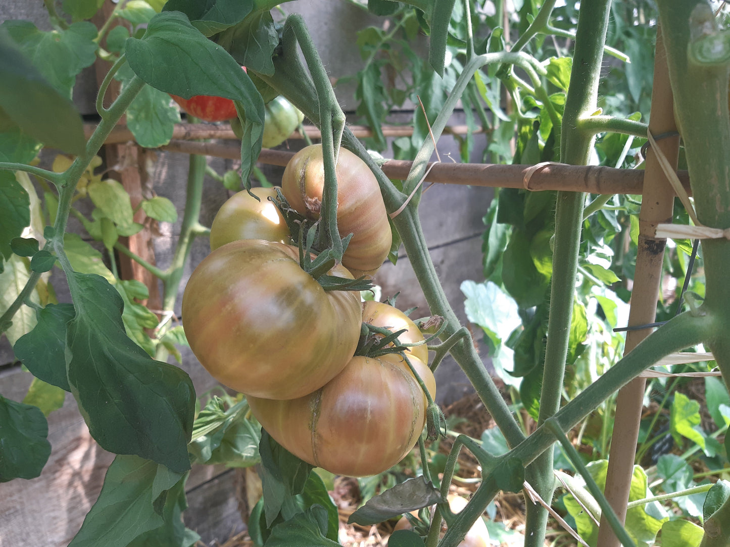 Rosedale GWR DER TOMATENFLÜSTERER