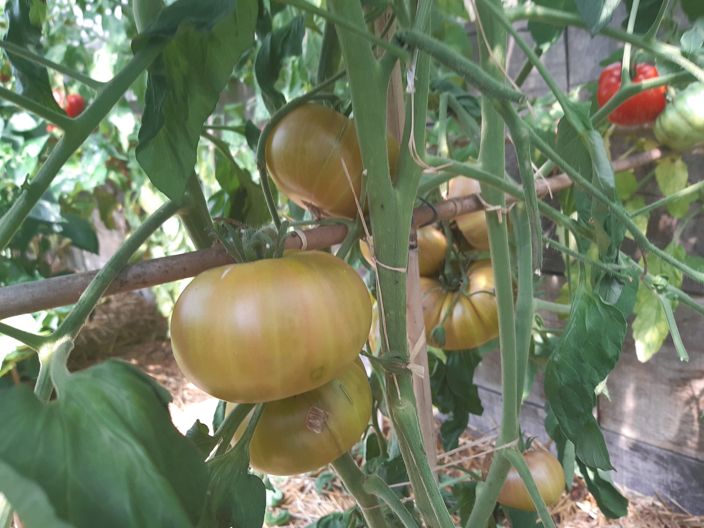 Rosedale GWR DER TOMATENFLÜSTERER
