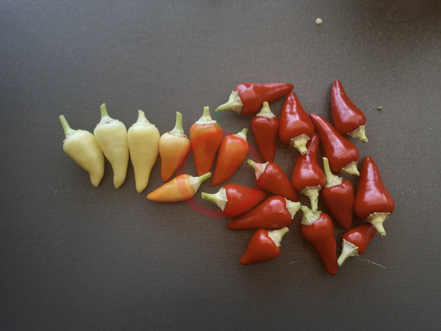 Rosemary Pepper DER TOMATENFLÜSTERER