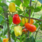 Rosie Cheeks DER TOMATENFLÜSTERER