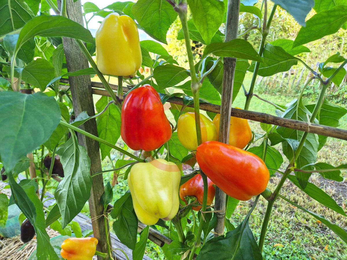 Rosie Cheeks DER TOMATENFLÜSTERER