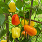 Rosie Cheeks DER TOMATENFLÜSTERER