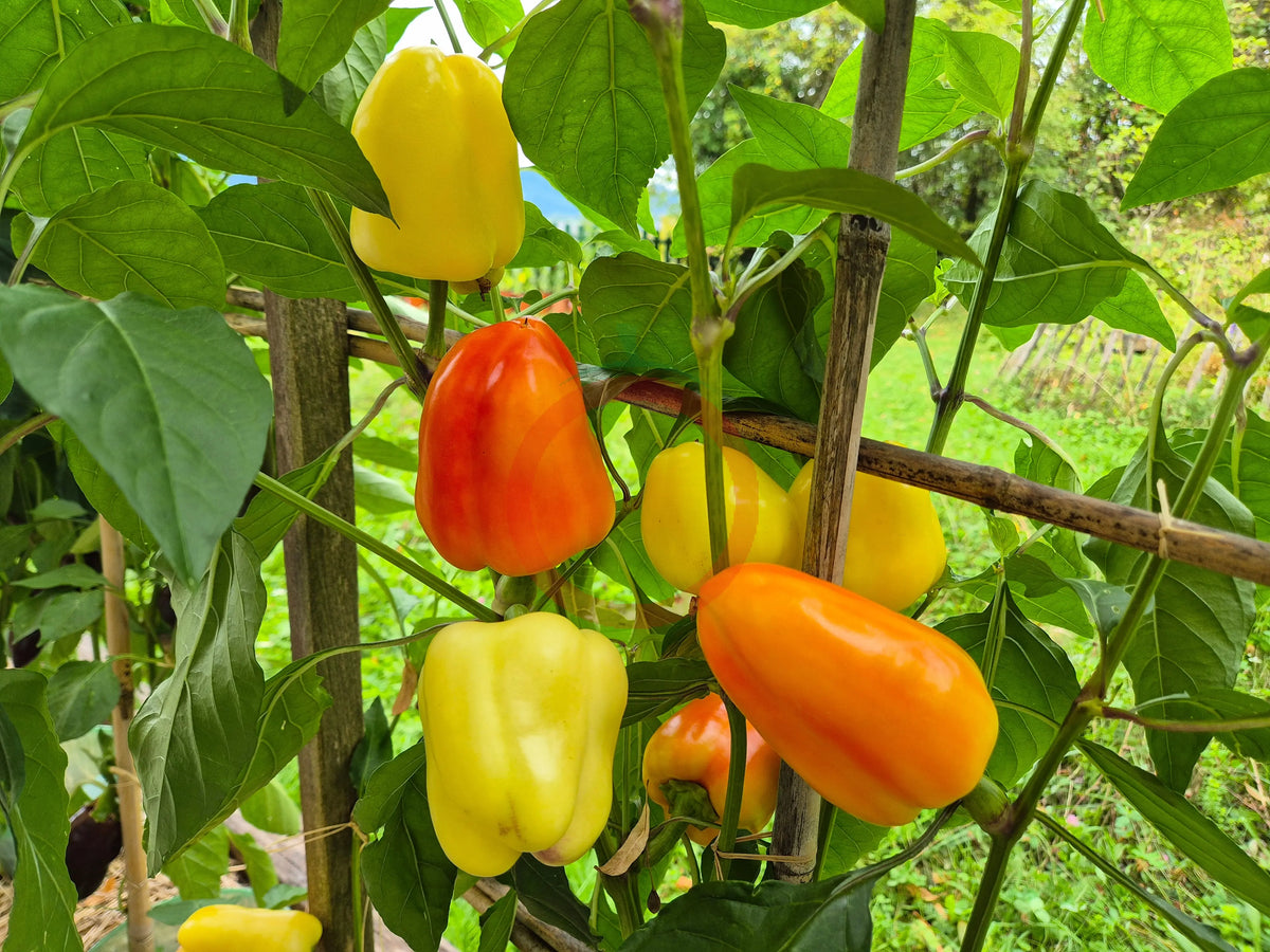 Rosie Cheeks DER TOMATENFLÜSTERER