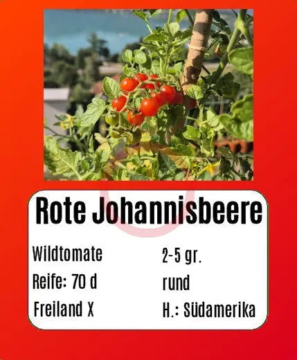 Rote Johannisbeere DER TOMATENFLÜSTERER