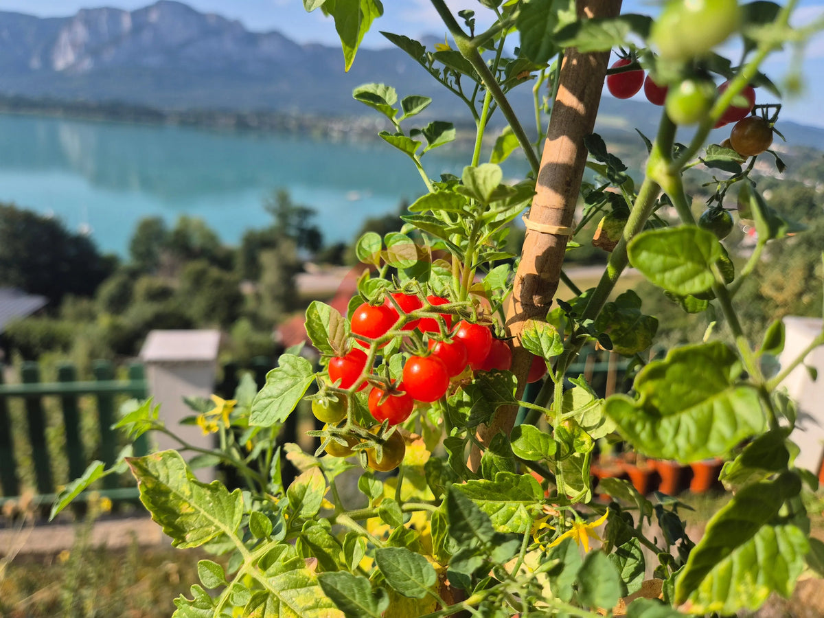 Rote Johannisbeere DER TOMATENFLÜSTERER