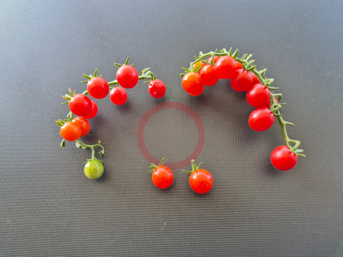 Rote Johannisbeere DER TOMATENFLÜSTERER