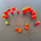 Rote Johannisbeere DER TOMATENFLÜSTERER