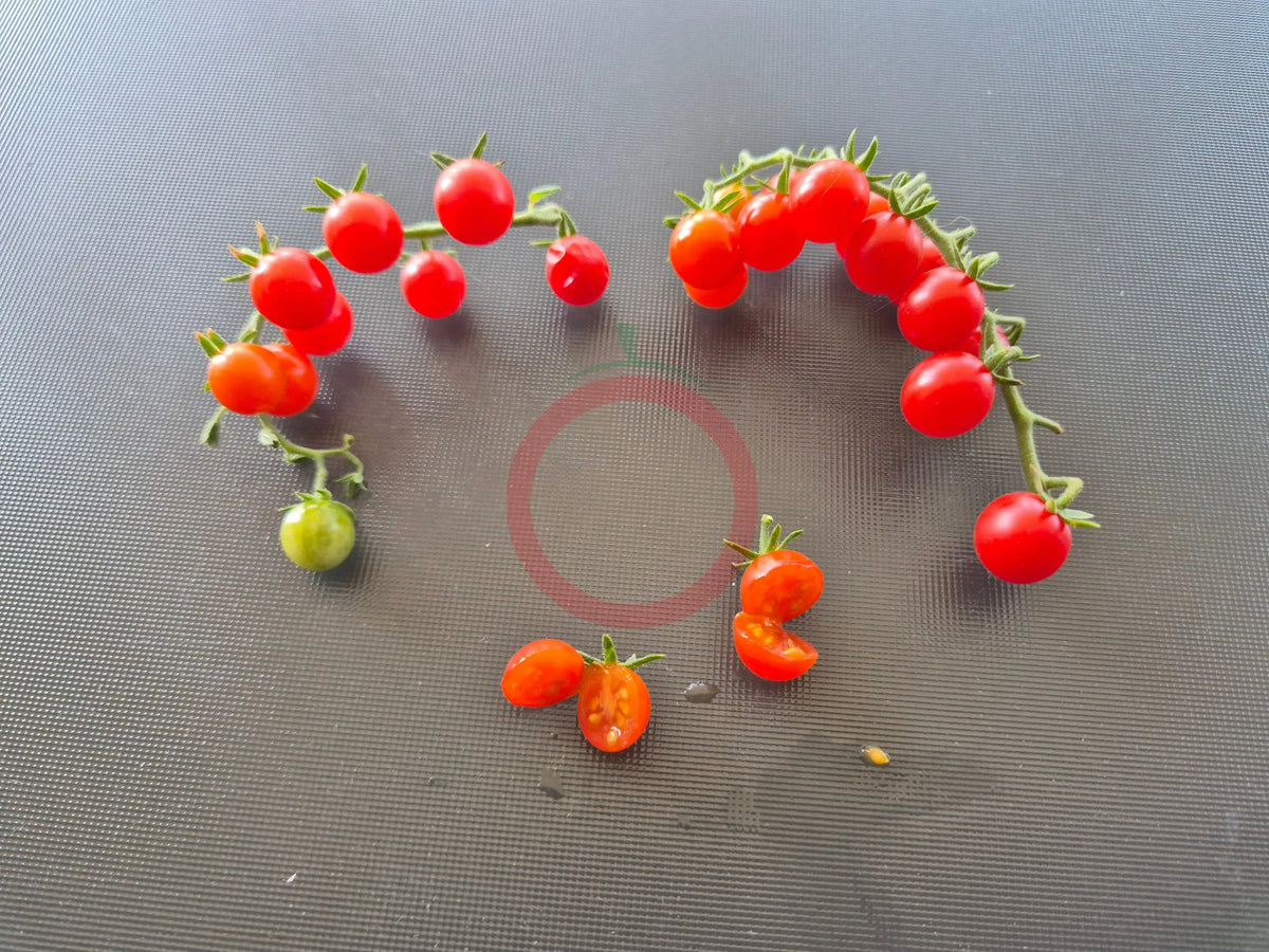 Rote Johannisbeere DER TOMATENFLÜSTERER