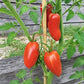 Rote Zora DER TOMATENFLÜSTERER