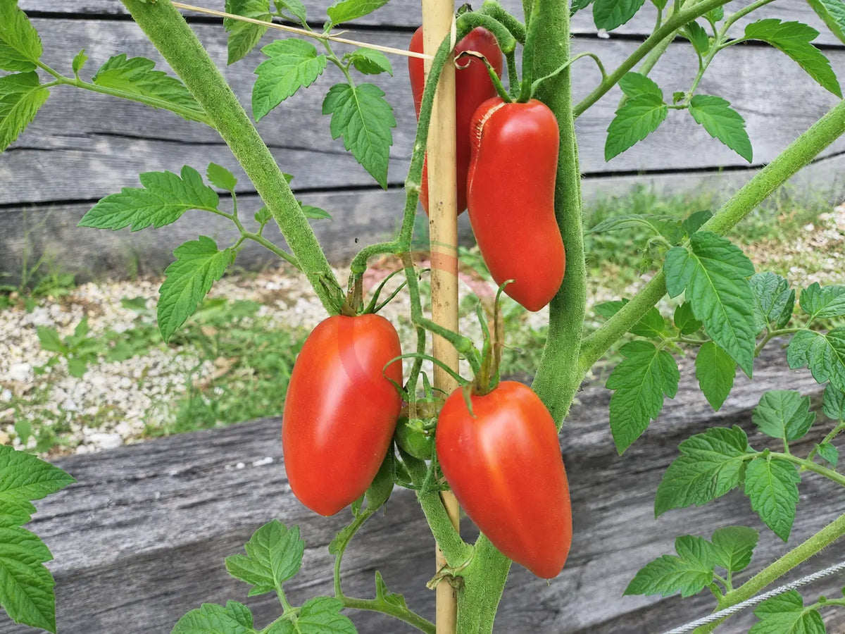 Rote Zora DER TOMATENFLÜSTERER