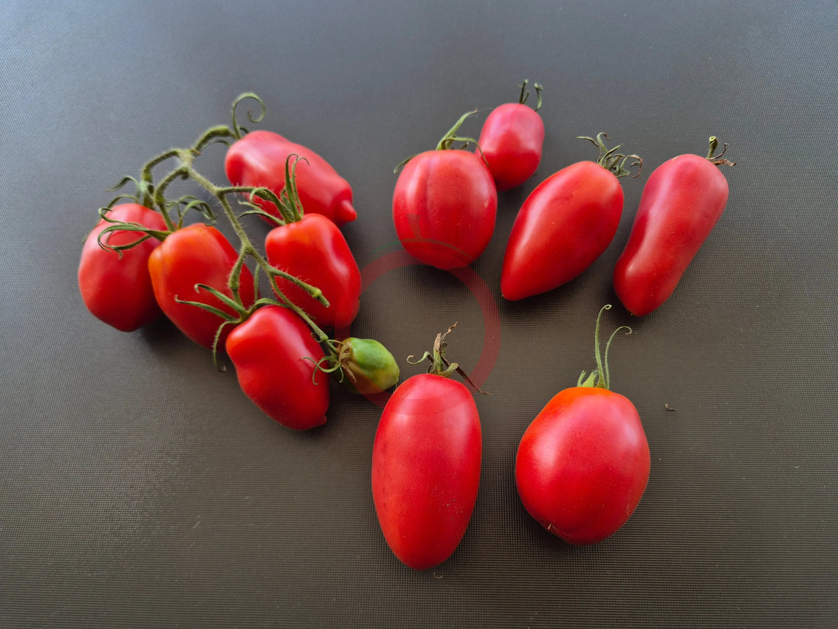 Rote Zora DER TOMATENFLÜSTERER
