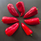 Roter Augsburger DER TOMATENFLÜSTERER