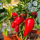 Roter Augsburger DER TOMATENFLÜSTERER