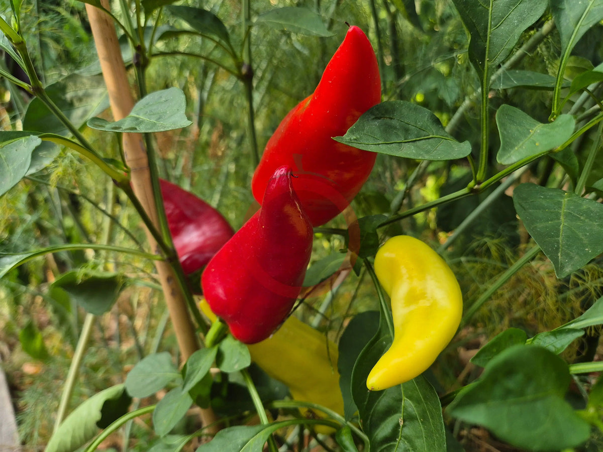 Roter Augsburger DER TOMATENFLÜSTERER