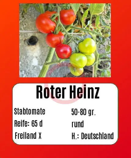 Roter Heinz DER TOMATENFLÜSTERER