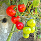 Roter Heinz DER TOMATENFLÜSTERER
