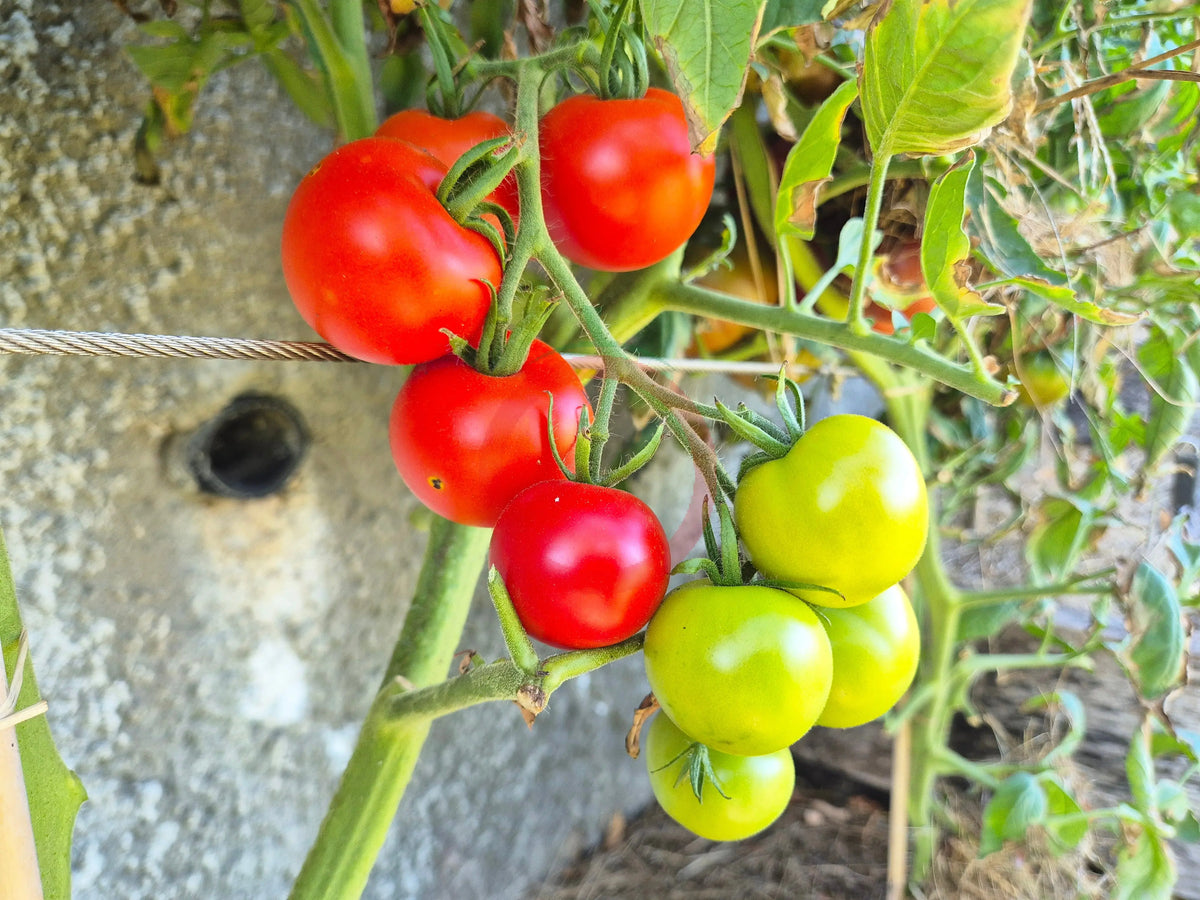 Roter Heinz DER TOMATENFLÜSTERER