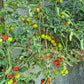 Roter Heinz DER TOMATENFLÜSTERER