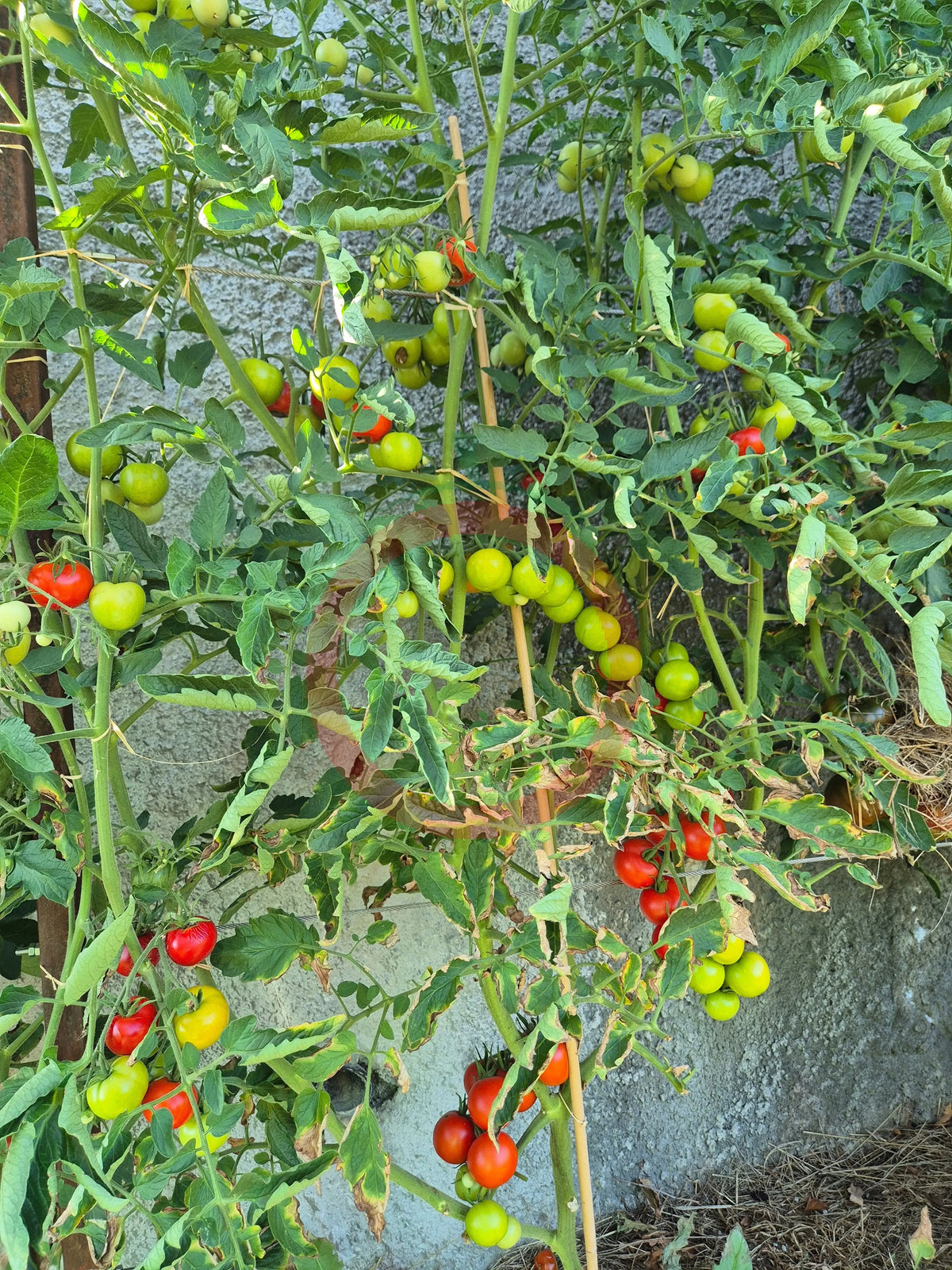 Roter Heinz DER TOMATENFLÜSTERER