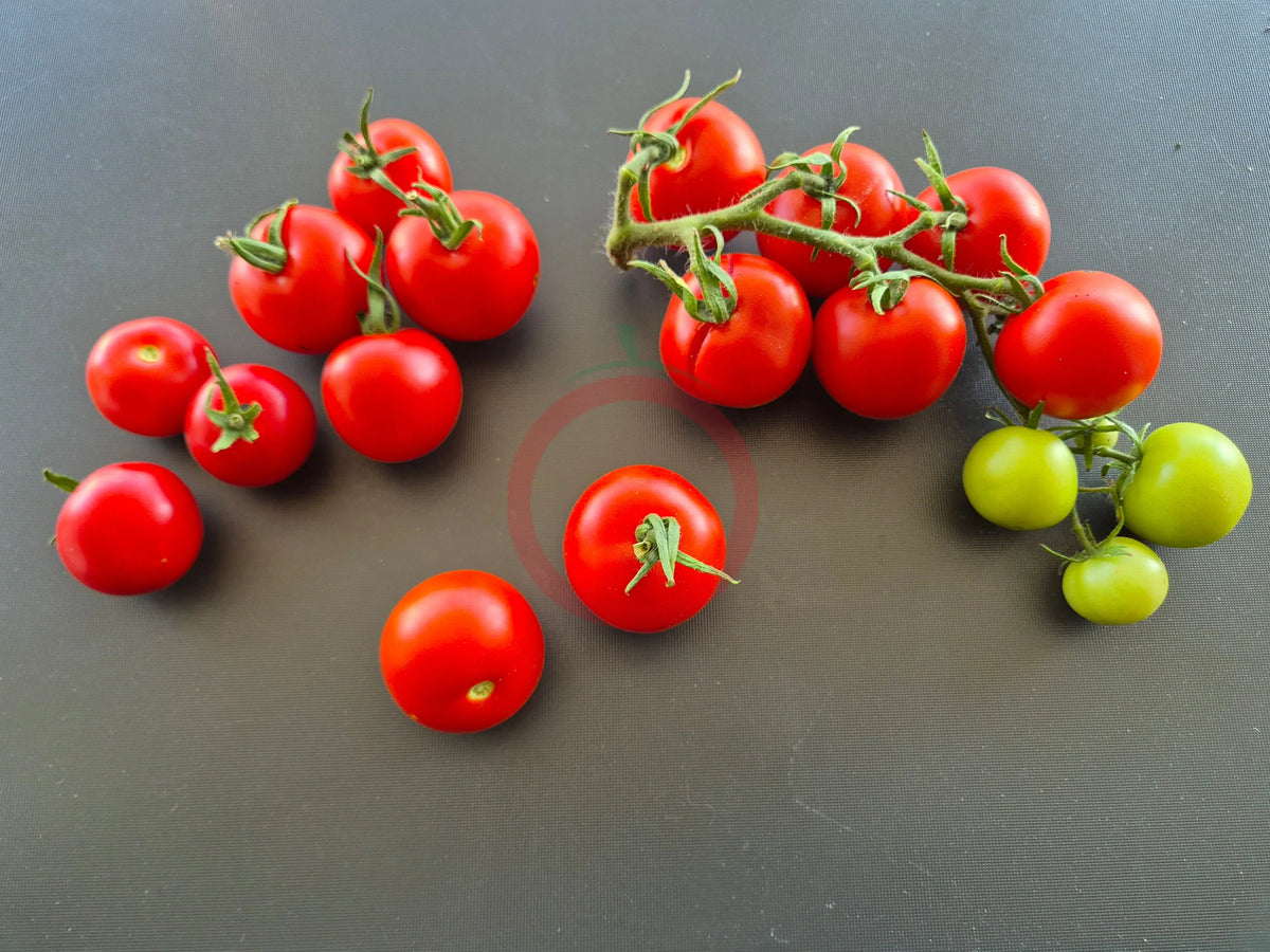 Roter Heinz DER TOMATENFLÜSTERER