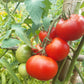 Roter Nil DER TOMATENFLÜSTERER