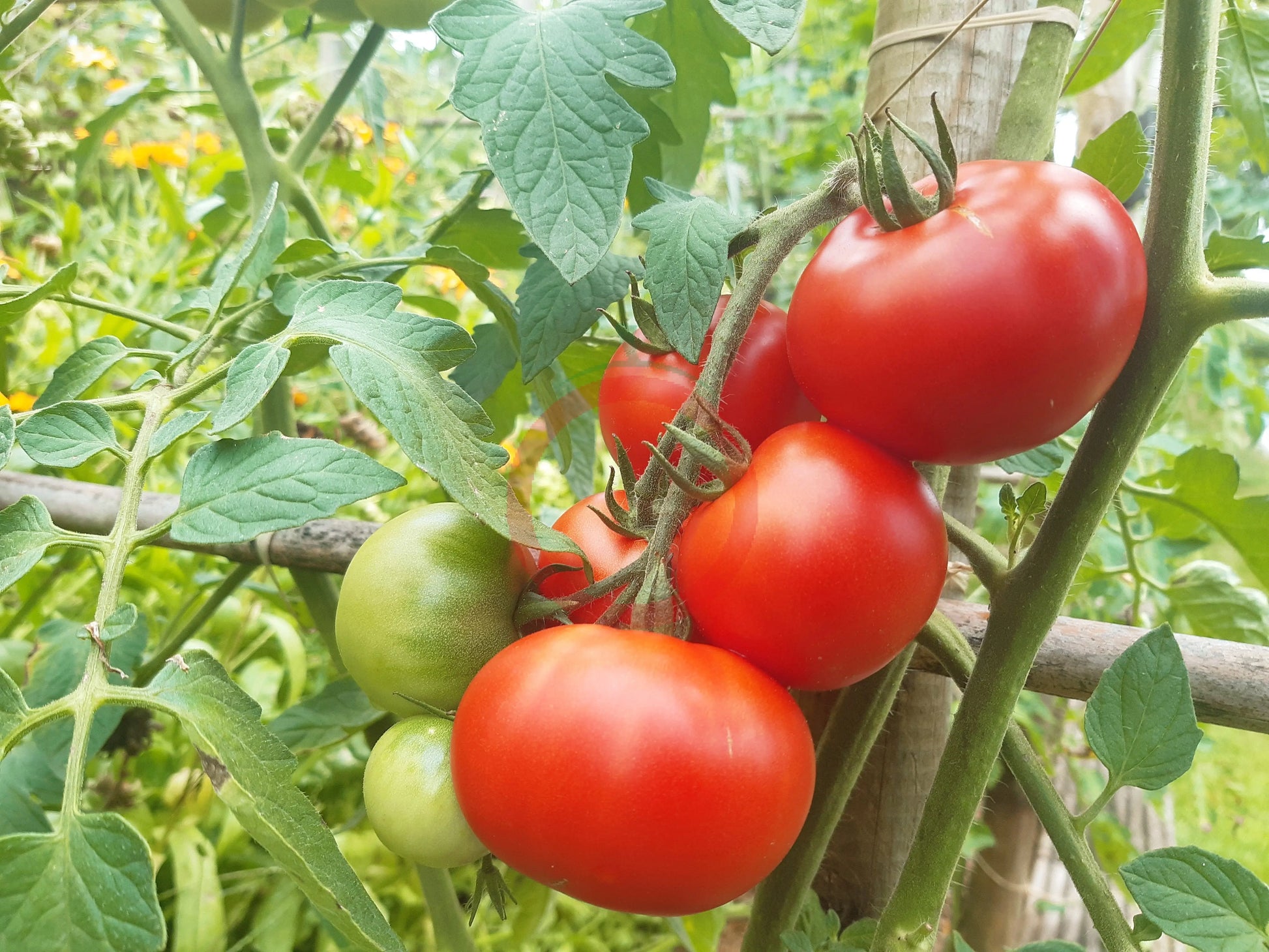 Roter Nil DER TOMATENFLÜSTERER