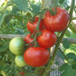 Roter Nil DER TOMATENFLÜSTERER
