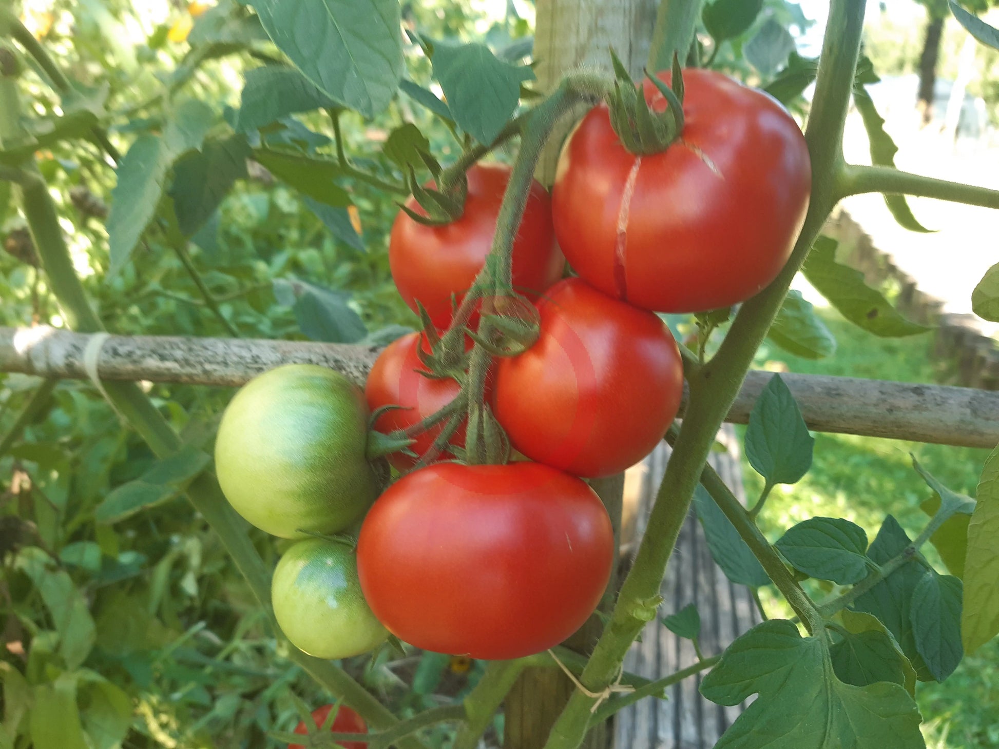 Roter Nil DER TOMATENFLÜSTERER