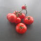 Roter Nil DER TOMATENFLÜSTERER
