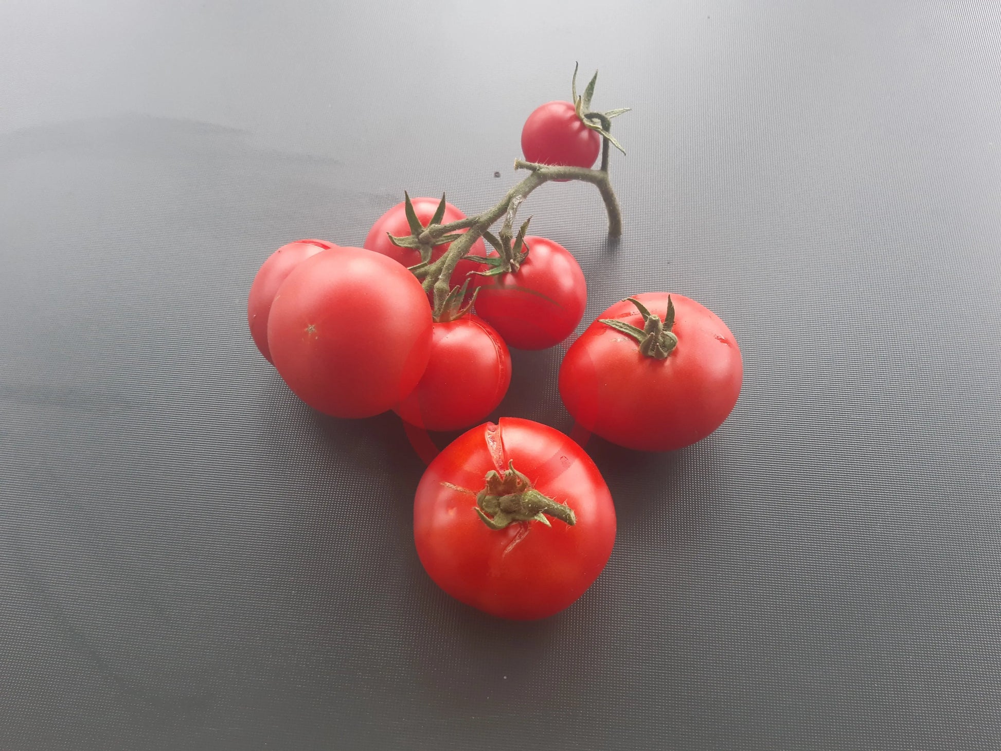 Roter Nil DER TOMATENFLÜSTERER