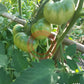 Roter Nil DER TOMATENFLÜSTERER