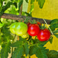 Rotkäppchen DER TOMATENFLÜSTERER