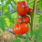 Rouge de Gand DER TOMATENFLÜSTERER