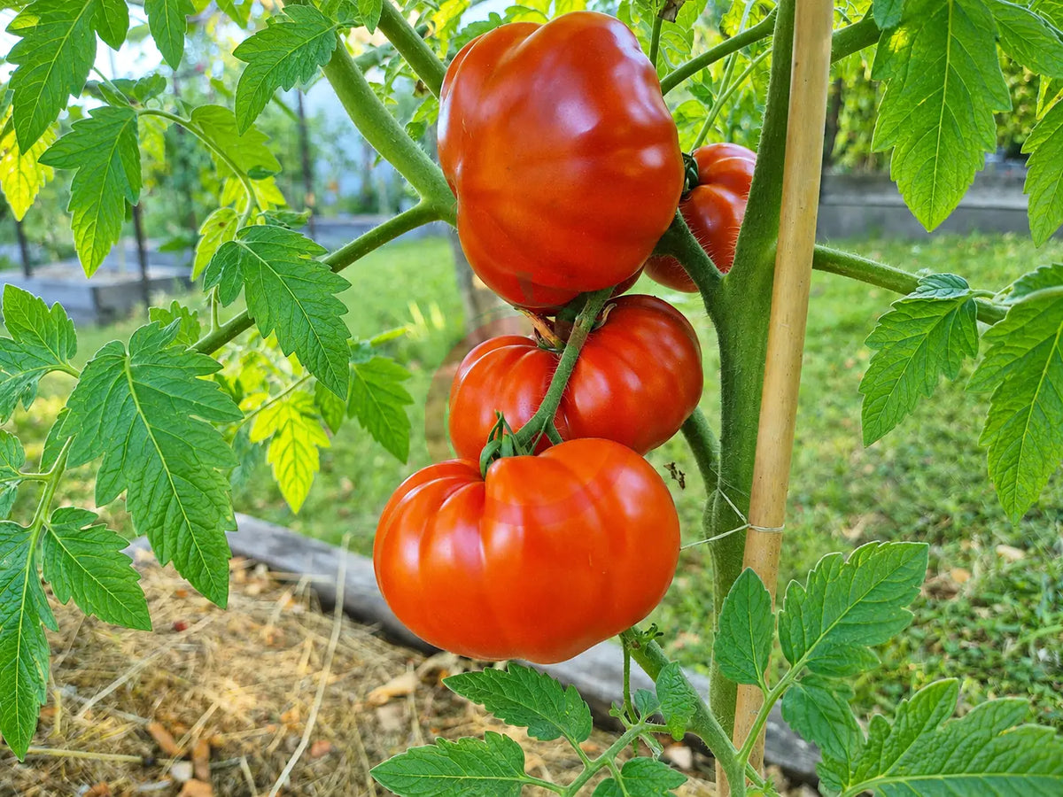 Rouge de Gand DER TOMATENFLÜSTERER