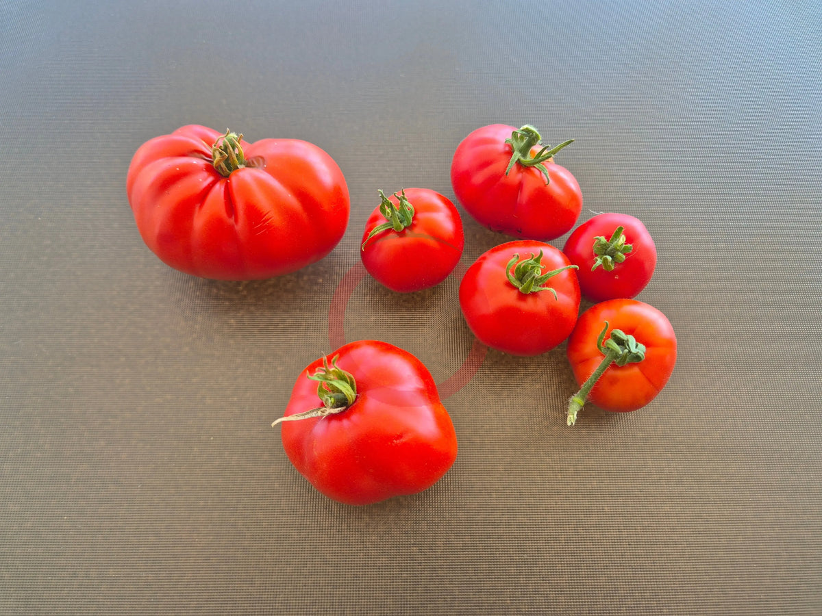 Rouge de Gand DER TOMATENFLÜSTERER