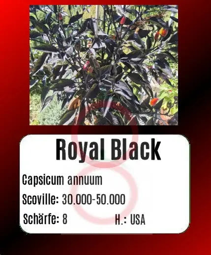 Royal Black DER TOMATENFLÜSTERER