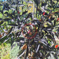 Royal Black DER TOMATENFLÜSTERER
