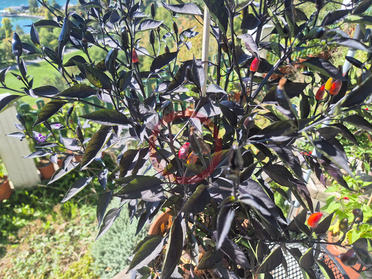 Royal Black DER TOMATENFLÜSTERER